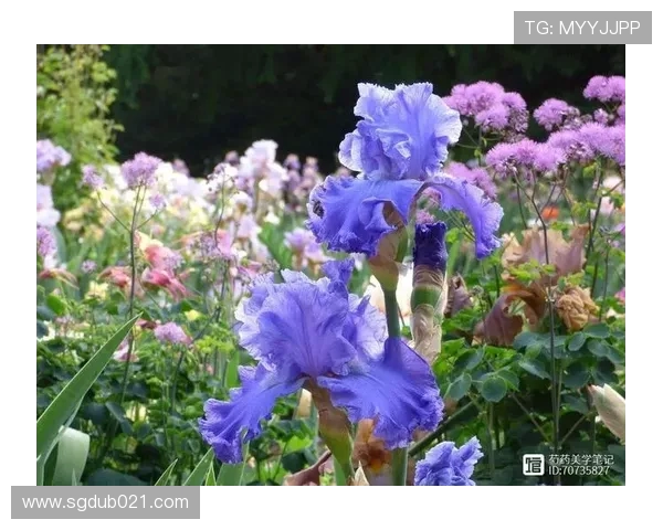鸢尾花密码与佛罗伦萨足球徽章色彩象征意义的深度解读与探索